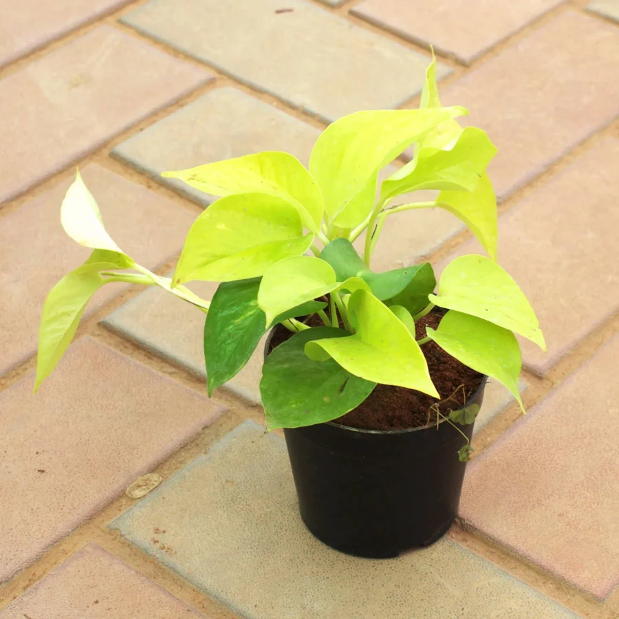 Money Plant (Money Plant / Scindapsus)